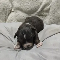 Brutus, a male Miniature Australian Shepherd and Miniature Aussiedoodle for sale in Bolivar, MO – Photo 6 of 10