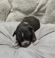 Brutus, a male Miniature Australian Shepherd and Miniature Aussiedoodle for sale in Bolivar, MO – Photo 1 of 5