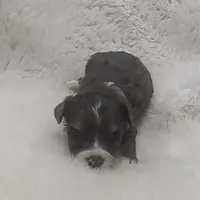 Brutus, a male Miniature Australian Shepherd and Miniature Aussiedoodle for sale in Bolivar, MO – Photo 9 of 10