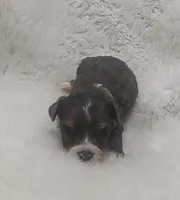 Brutus, a male Miniature Australian Shepherd and Miniature Aussiedoodle for sale in Bolivar, MO – Photo 2 of 5