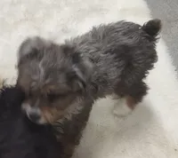 Brutus, a male Miniature Australian Shepherd and Miniature Aussiedoodle for sale in Bolivar, MO – 10 of 10