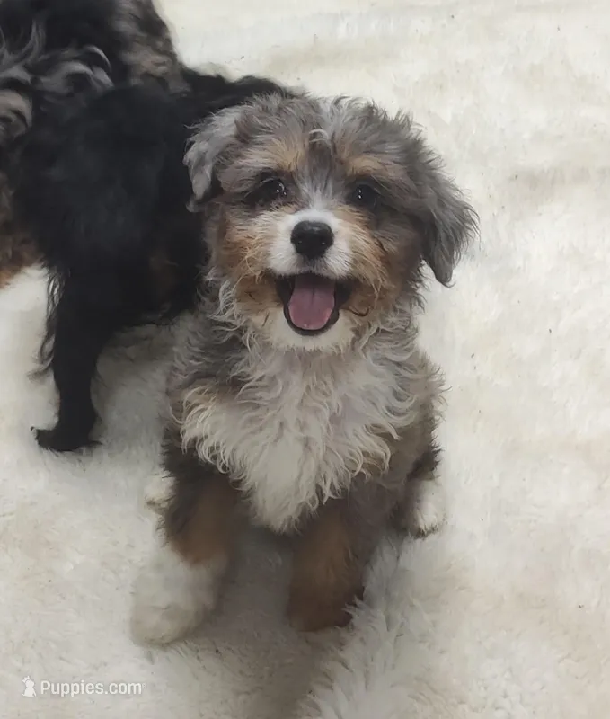 Brutus – Miniature Australian Shepherd, Miniature Aussiedoodle puppy for sale in Bolivar, MO