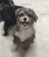 Brutus, a male Miniature Australian Shepherd and Miniature Aussiedoodle for sale in Bolivar, MO – 5 of 10