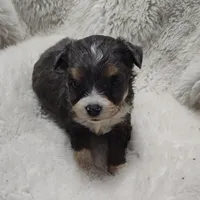 Brutus, a male Miniature Australian Shepherd and Miniature Aussiedoodle for sale in Bolivar, MO – Photo 4 of 10