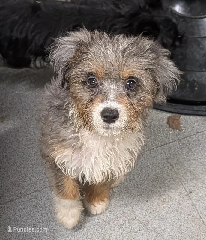 Brutus – Miniature Australian Shepherd, Miniature Aussiedoodle puppy for sale in Bolivar, MO