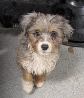 Brutus, a male Miniature Australian Shepherd and Miniature Aussiedoodle for sale in Bolivar, MO – 4 of 10