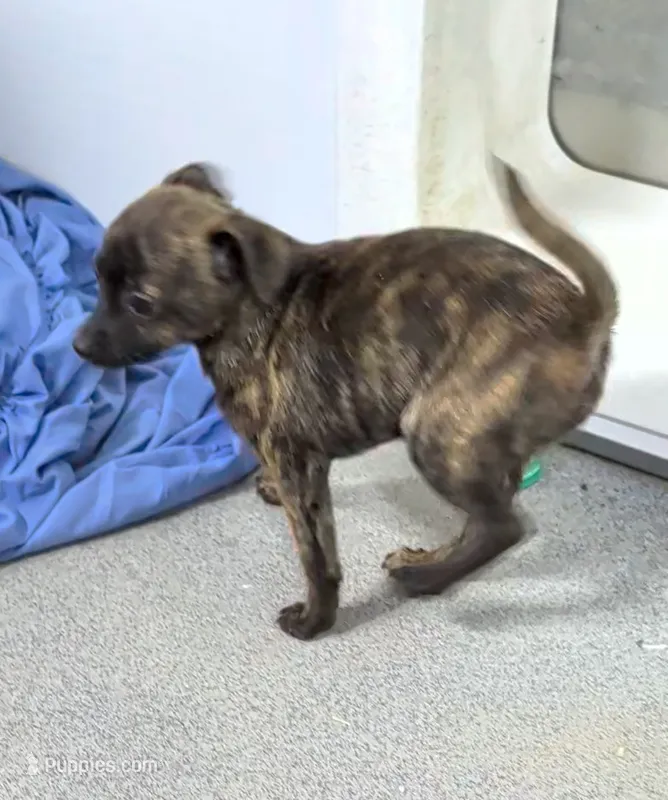 Luna – Chihuahua, Pomchi puppy for sale in Bolivar, MO