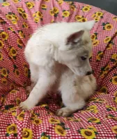 processed/9d07f616-b34f-44dd-8df2-a7db420d142c/listing/0be24249-aacd-49b1-992a-101562451c20/baa2aced-e62d-41fb-af78-3a4b3c19c0be