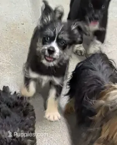 Neptune  – Shih Tzu, Shorkie puppy for sale in Bolivar, MO