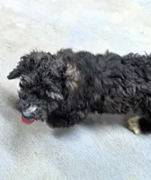 Manual , a male Goldendoodle and Miniature Goldendoodle for sale in Bolivar, MO – 4 of 10