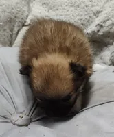 Daisy , a female Pomchi for sale in Bolivar, MO – Photo 2 of 6