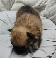 Daisy , a female Pomchi for sale in Bolivar, MO – Photo 4 of 6