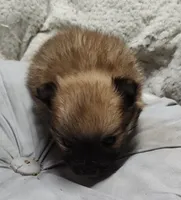 Daisy , a female Pomchi for sale in Bolivar, MO – Photo 5 of 6