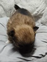 Daisy , a female Pomchi for sale in Bolivar, MO – Photo 1 of 6