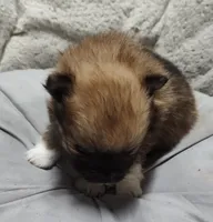 Daisy , a female Pomchi for sale in Bolivar, MO – Photo 6 of 6