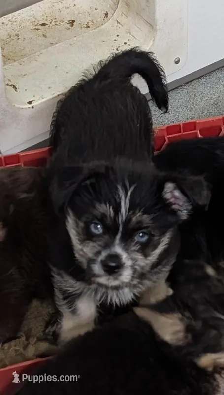 Neptune  – Shih Tzu, Shorkie puppy for sale in Bolivar, MO