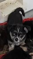 Neptune , a male Shih Tzu and Shorkie for sale in Bolivar, MO – 5 of 10