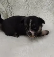 Neptune , a male Shih Tzu and Shorkie for sale in Bolivar, MO – Photo 2 of 8