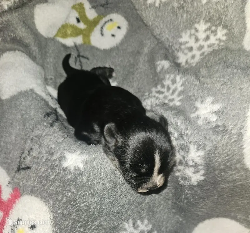 Neptune  – Shih Tzu puppy for sale in Bolivar, MO