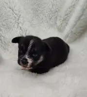 Neptune , a male Shih Tzu and Shorkie for sale in Bolivar, MO – Photo 4 of 8