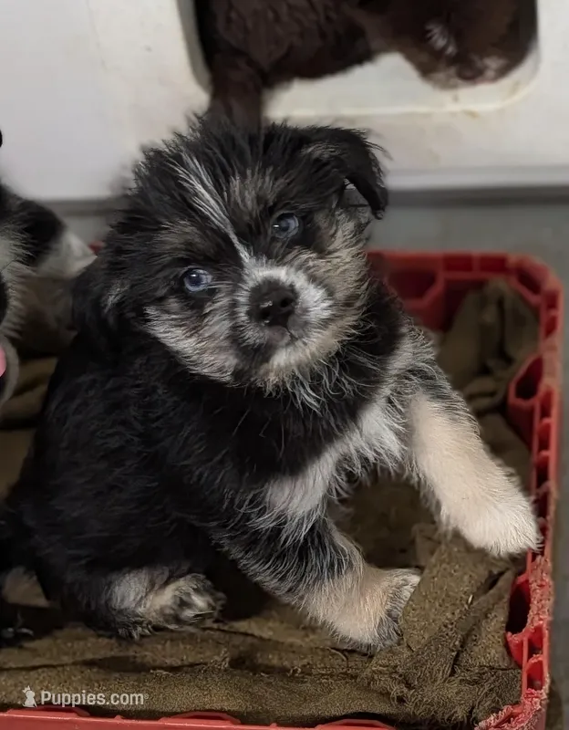 Neptune  – Shih Tzu, Shorkie puppy for sale in Bolivar, MO