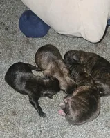 Neptune , a male Shih Tzu for sale in Bolivar, MO – Photo 3 of 3