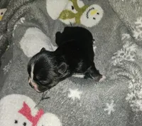 Neptune , a male Shih Tzu for sale in Bolivar, MO – Photo 2 of 3