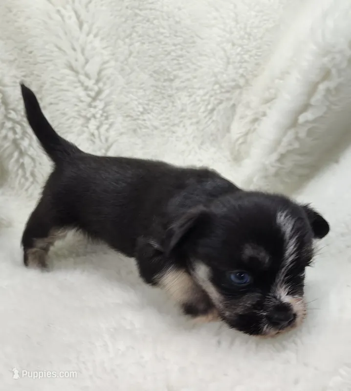 Neptune  – Shih Tzu puppy for sale in Bolivar, MO