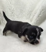 Neptune , a male Shih Tzu and Shorkie for sale in Bolivar, MO – Photo 3 of 8