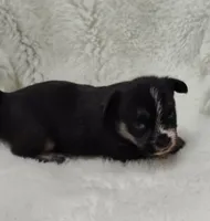 Neptune , a male Shih Tzu and Shorkie for sale in Bolivar, MO – Photo 6 of 8