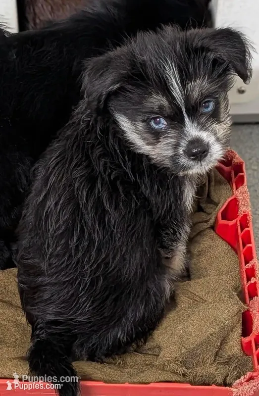 Neptune  – Shih Tzu, Shorkie puppy for sale in Bolivar, MO