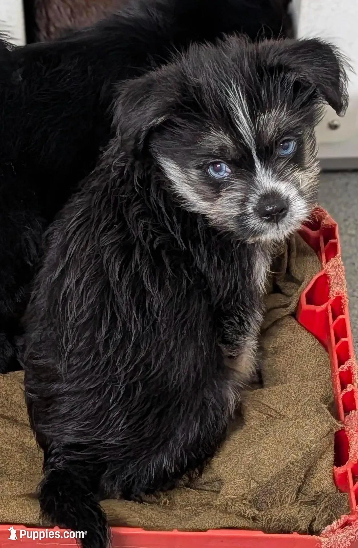 Neptune , a male Shih Tzu and Shorkie for sale in Bolivar, MO – 4 of 10