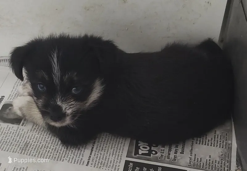 Neptune  – Shih Tzu puppy for sale in Bolivar, MO