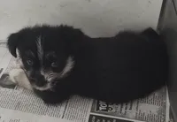 Neptune , a male Shih Tzu and Shorkie for sale in Bolivar, MO – Photo 1 of 8