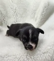 Neptune , a male Shih Tzu and Shorkie for sale in Bolivar, MO – Photo 7 of 8