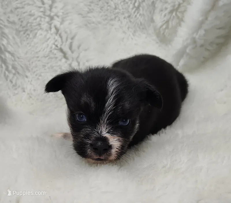 Neptune  – Shih Tzu puppy for sale in Bolivar, MO