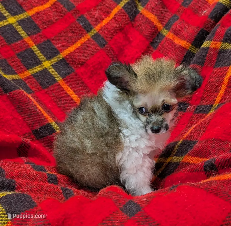 Georgia  – Poodle - Toy  puppy for sale in Bolivar, MO