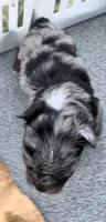 Aphrodite, a female Yorkshire Terrier for sale in Bolivar, MO – 4 of 4