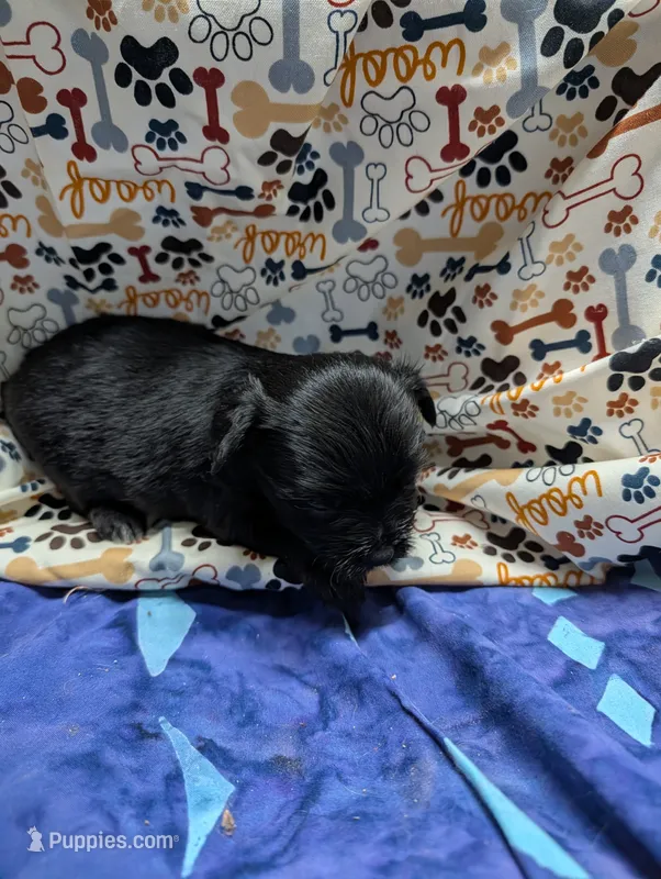 Athena  – Yorkshire Terrier puppy for sale in Bolivar, MO