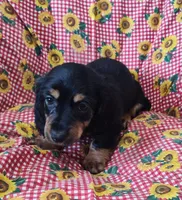 Frankie , a male Miniature Dachshund for sale in Bolivar, MO – Photo 7 of 9