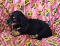 Frankie , a male Miniature Dachshund for sale in Bolivar, MO – Photo 8 of 9