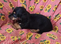 Frankie , a male Miniature Dachshund for sale in Bolivar, MO – Photo 6 of 9
