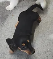 Frankie , a male Miniature Dachshund for sale in Bolivar, MO – Photo 1 of 9