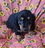 Frankie , a male Miniature Dachshund for sale in Bolivar, MO – Photo 4 of 9