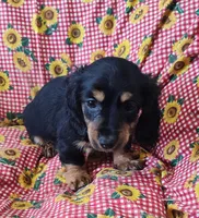 Frankie , a male Miniature Dachshund for sale in Bolivar, MO – Photo 5 of 9