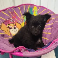 CJ, a male Pomeranian and Pomchi for sale in Bolivar, MO – Photo 3 of 10