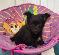 CJ, a male Pomeranian and Pomchi for sale in Bolivar, MO – Photo 1 of 7