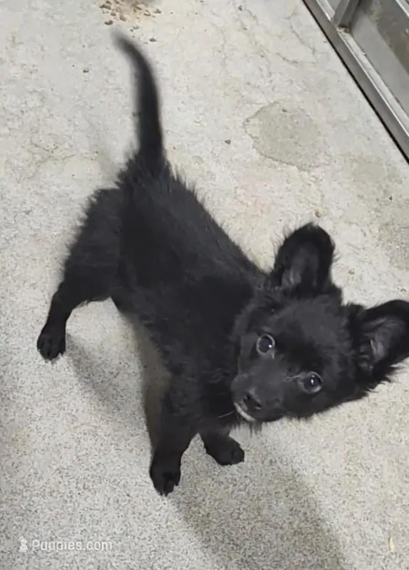 CJ – Pomeranian, Pomchi puppy for sale in Bolivar, MO