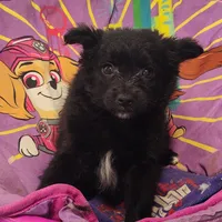 CJ, a male Pomeranian and Pomchi for sale in Bolivar, MO – Photo 5 of 10