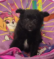 CJ, a male Pomeranian and Pomchi for sale in Bolivar, MO – Photo 2 of 7